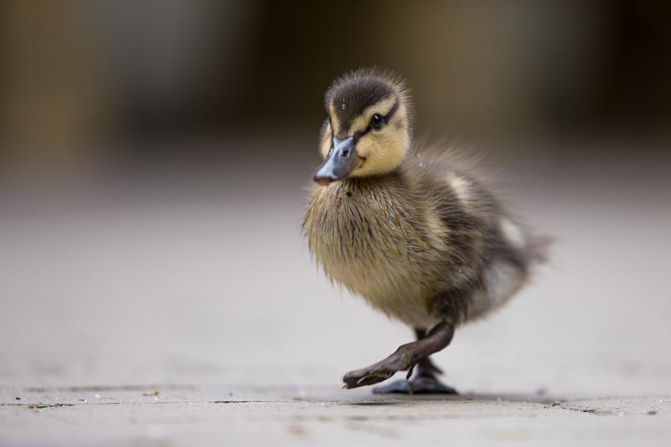 Natuur, foto Robèrt Kroonen