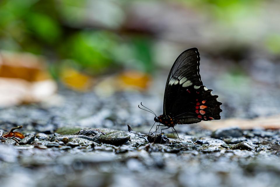 Biodiversiteit, foto Robèrt Kroonen