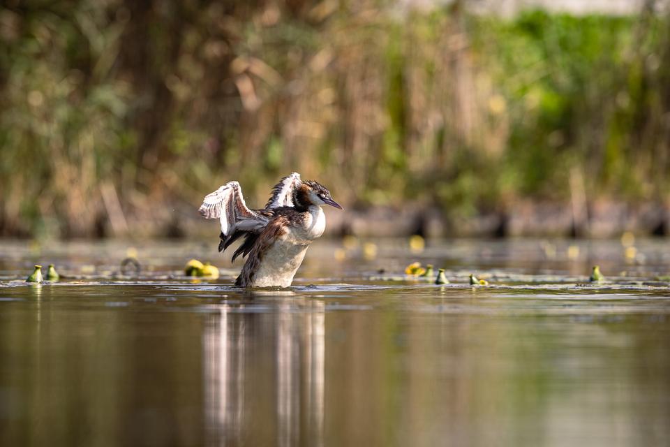 Natuur, foto Robèrt Kroonen